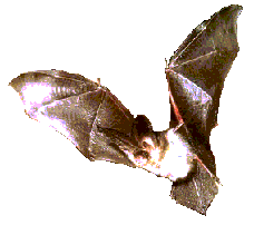 Eine Fledermaus im Flug